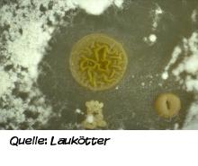 Natürliches Recycling