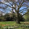 Frühlingsansicht im Park von Schloß Styrum mit Baum und Wiese im Vordergrund
