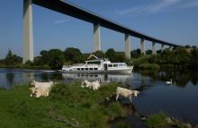 Schiff (Friedrich Freye) der Weißen Flotte im Ruhrtal unterhalb der Ruhrtalbrücke mit Kühen im Vordergrund.