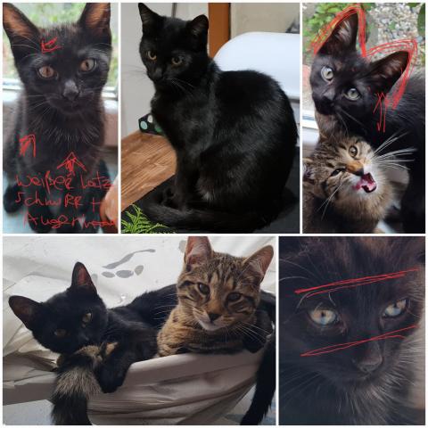  Vermisst!! Ekh Kater schwarz seit 23.03 in 45329 Essen