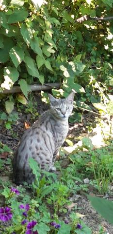 Kater 