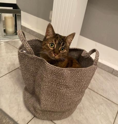 EKH Braun getigert mit Grünen Augen 