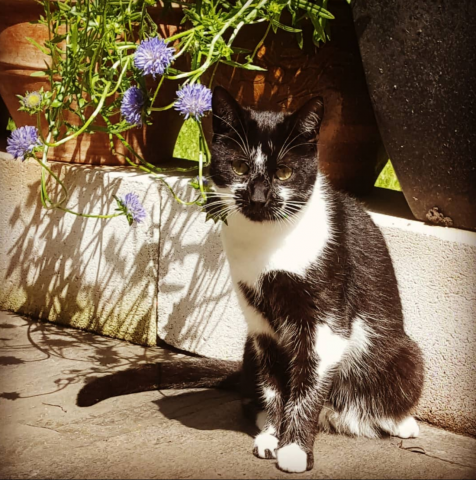 Schwarz mit weißen Pfötchen, weiße Stellen im Gesicht