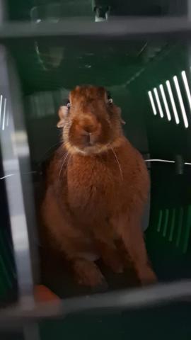 Hasenkaninchen rotbraun