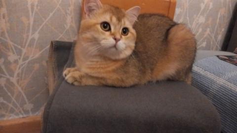 Verlorene Katze, rote Farbe. Wenn Sie Bonya im Bereich Essenerstraße / Gracht gesehen haben, kontaktieren Sie uns bitte.