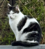 Katze Leia vermisst in Broich
