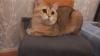 Verlorene Katze, rote Farbe. Wenn Sie Bonya im Bereich Essenerstraße / Gracht gesehen haben, kontaktieren Sie uns bitte.